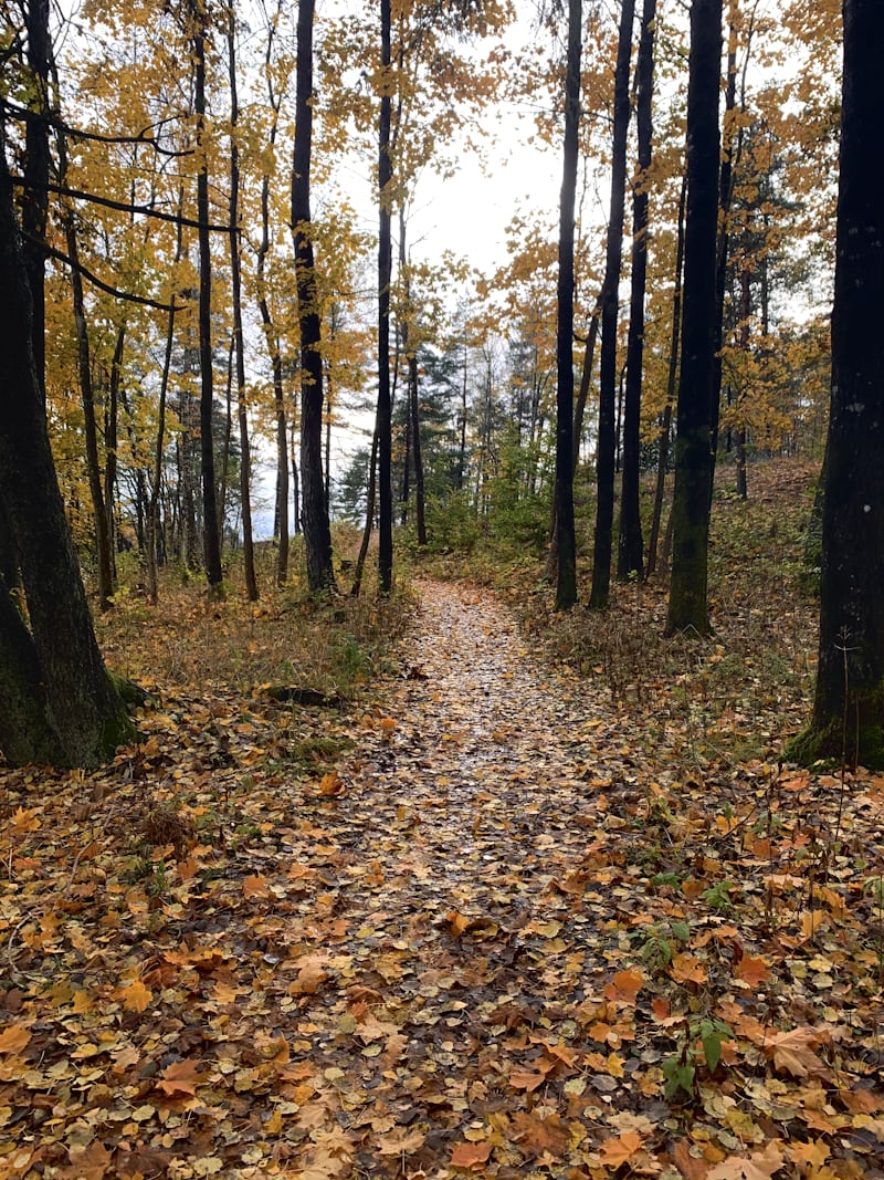 Sentier forestier en automne, ambiance des balades à cheval au départ de l'écurie