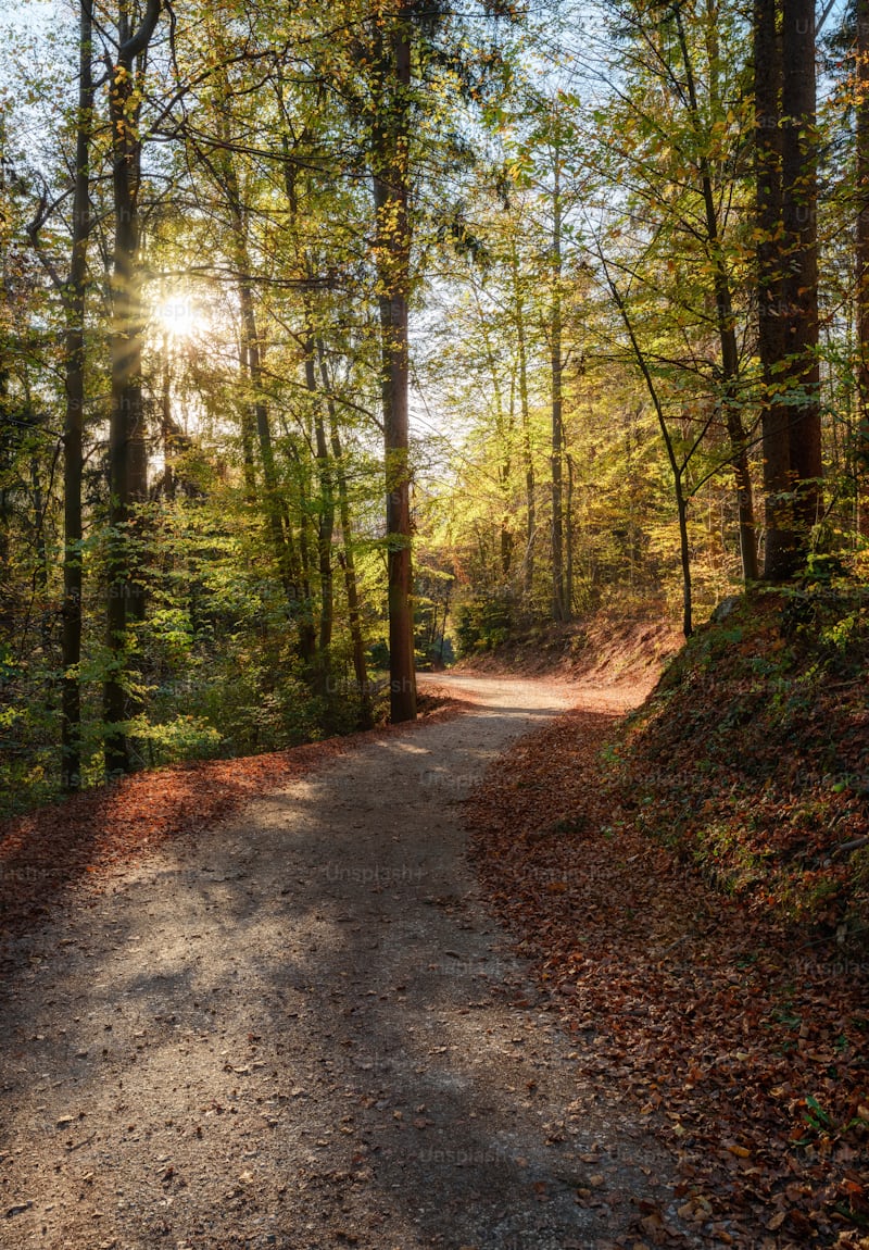 Chemin forestier ensoleillé, ambiance des extérieurs à cheval dans le Bessin