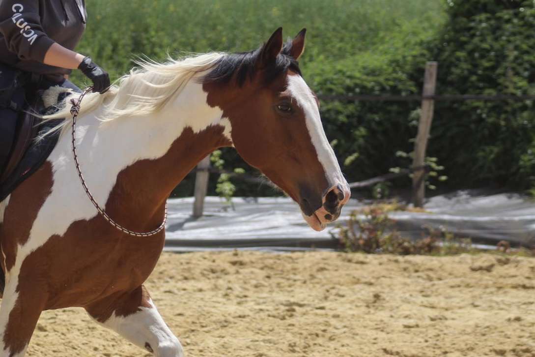 Cheval pie au galop dans la carrière de l'Écurie du Moulagny à Planquery