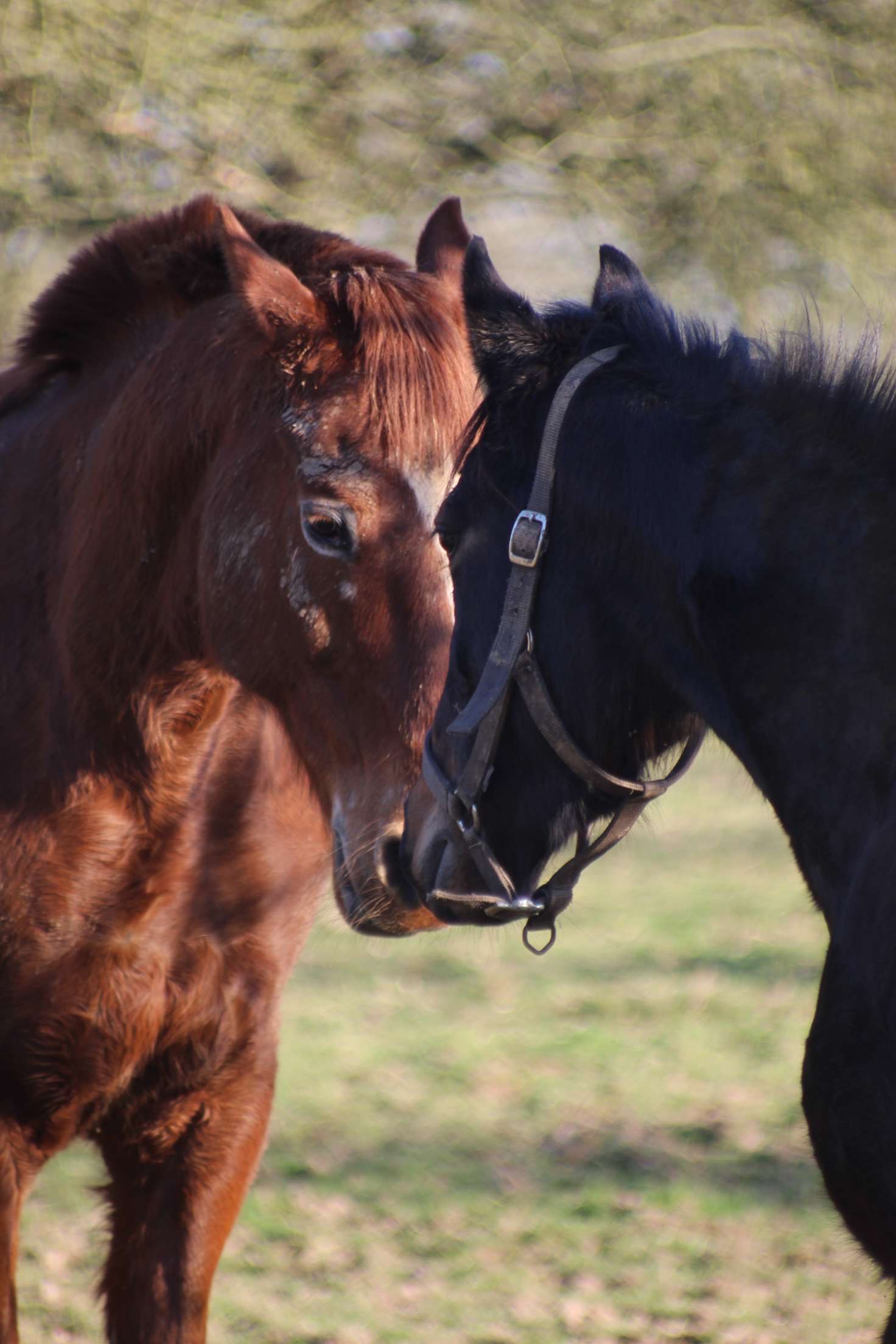 Deux chevaux au pré à l'Écurie du Moulagny, pension pour chevaux dans le Calvados