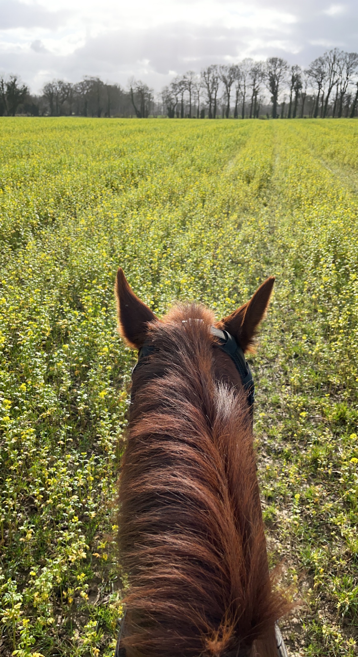 À cheval dans les champs autour de Planquery, dans le Bessin (Calvados)