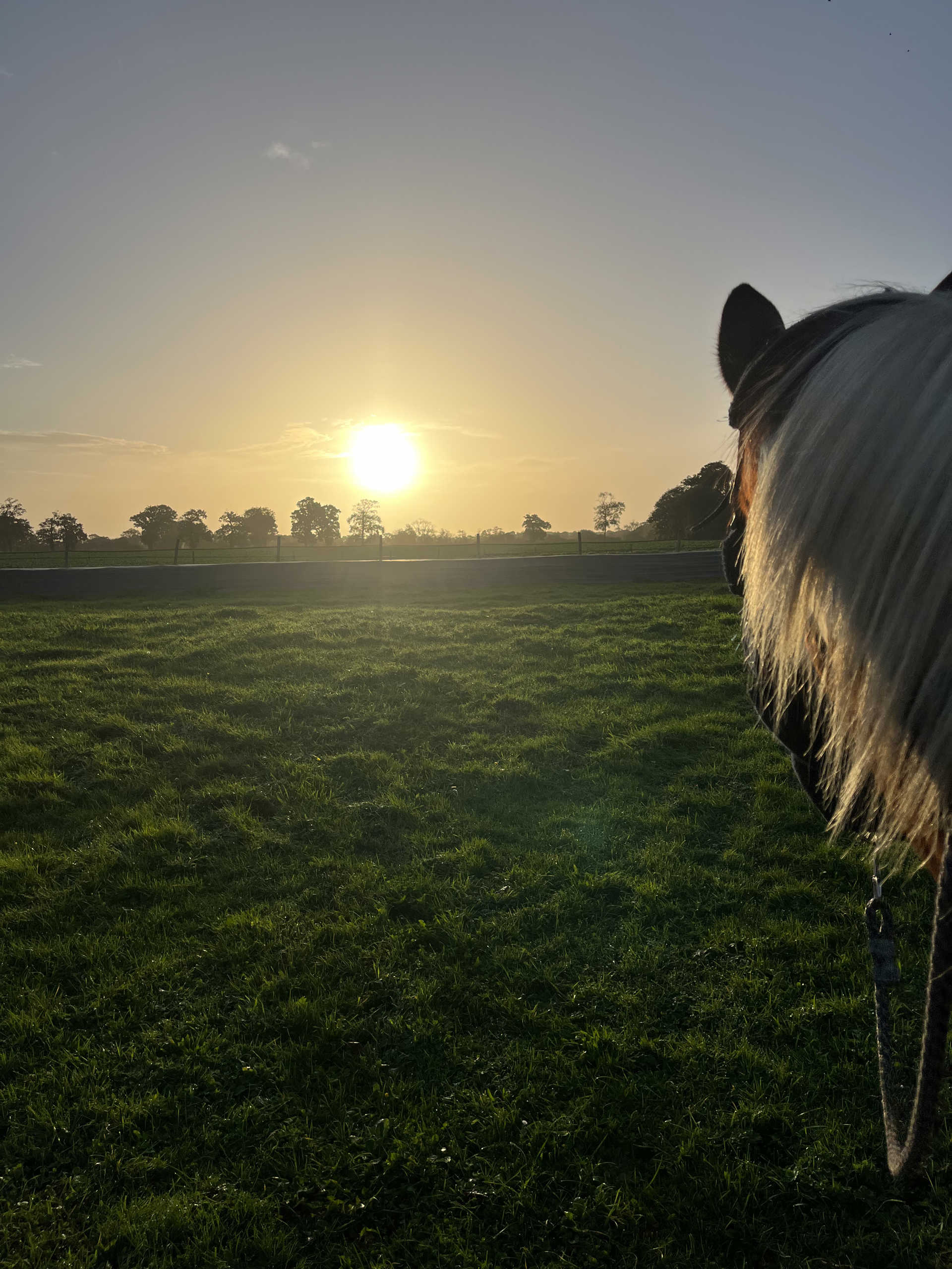 Coucher de soleil sur les prés de l'Écurie du Moulagny à Planquery (Calvados)